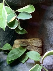 Crotalus unicolor