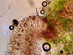 Steinia geophana