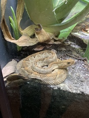 Crotalus unicolor