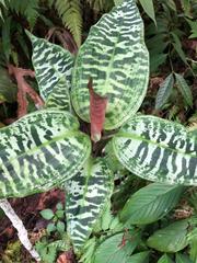 Dracaena goldieana
