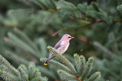 Bombycilla cedrorum image