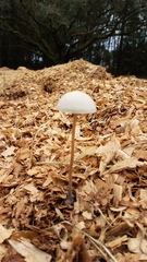 Panaeolus cyanescens