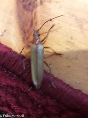 Centrodera decolorata