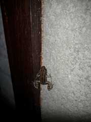 Leptodactylus mystacinus
