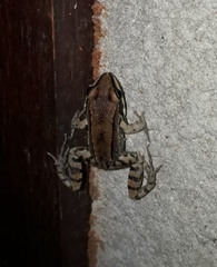 Leptodactylus mystacinus