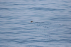 Cepphus grylle image