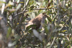 Cuculus canorus