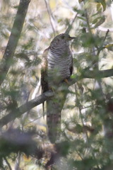 Cuculus canorus