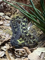 Bitis parviocula