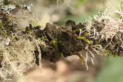 Sticta fuliginosa