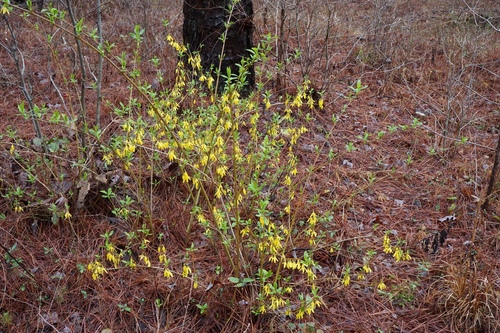Forsythia vert 2