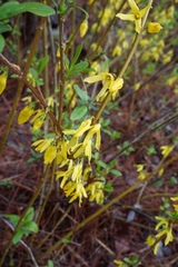 Forsythia viridissima