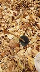 Panaeolus cyanescens