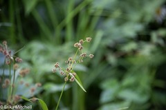Scirpus hattorianus