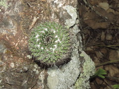 Mammillaria karwinskiana