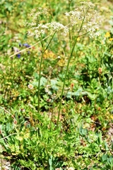 Ligusticum canbyi