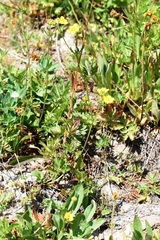 Potentilla drummondii