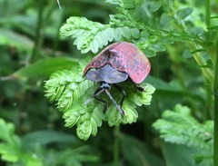 Cyrtonota textilis