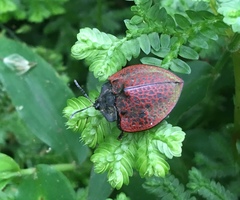 Cyrtonota textilis