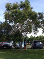 Syzygium hemilamprum