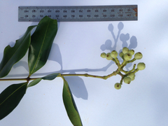 Syzygium hemilamprum