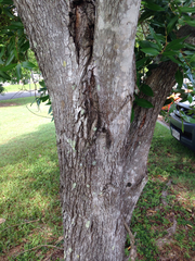 Syzygium hemilamprum