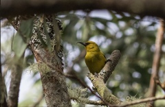Hemignathus wilsoni