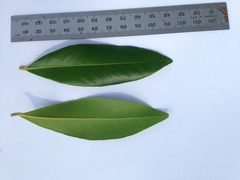 Syzygium hemilamprum