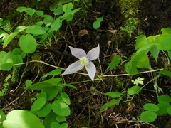 Clematis occidentalis grosseserrata
