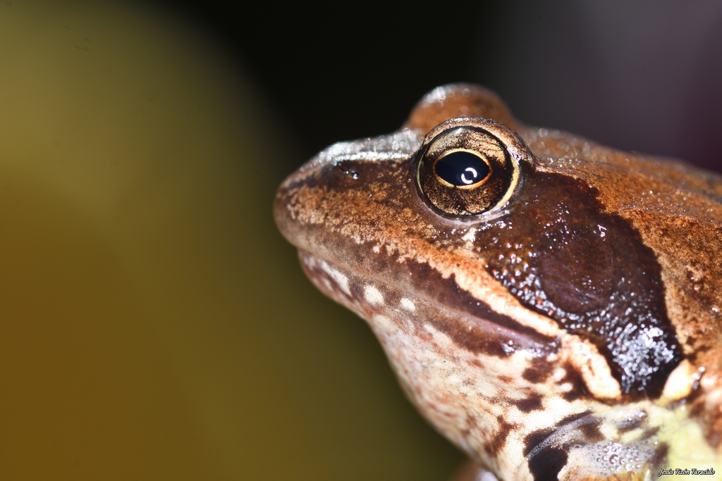 Galician Common Frog
