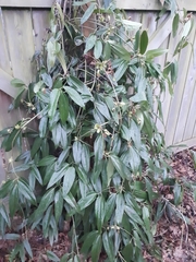 Clematis armandii