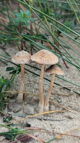 Beach Brittlestem