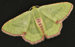 Metallochlora lineata