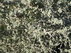 Atriplex spinifera
