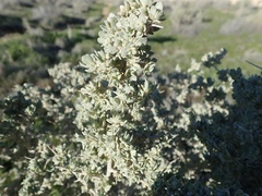 Atriplex spinifera