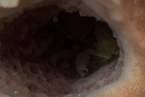 Thaumastocaris streptopus