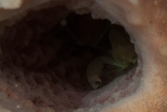 Thaumastocaris streptopus