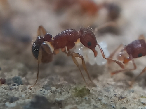 Tetramorium belgaenseTetramorium belgaense