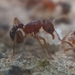Tetramorium belgaense - Photo (c) Paul, algunos derechos reservados (CC BY-NC), subido por Paul