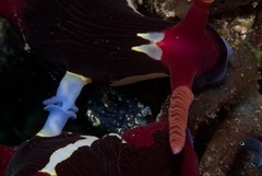 Nembrotha chamberlaini