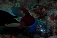 Nembrotha chamberlaini