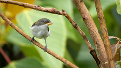 Bicolored Flowerpecker photo 3