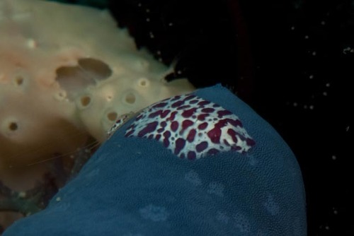 Coeloplana astericola