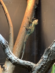 Anolis smallwoodi