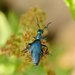 Impressive Oil Beetle - Photo (c) Hungry-Sarracenia Photo, some rights reserved (CC BY), uploaded by Hungry-Sarracenia Photo