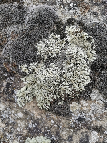 diskovka žltastá (Xanthoparmelia conspersa)