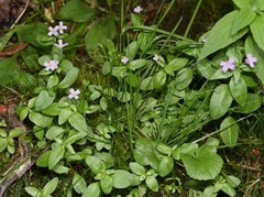 Epilobium glaberrimum