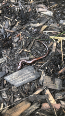 Plethodon cinereus image