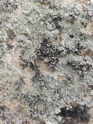 lekanora zelená (Lecanora argopholis)