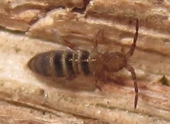Orchesella hexfasciata